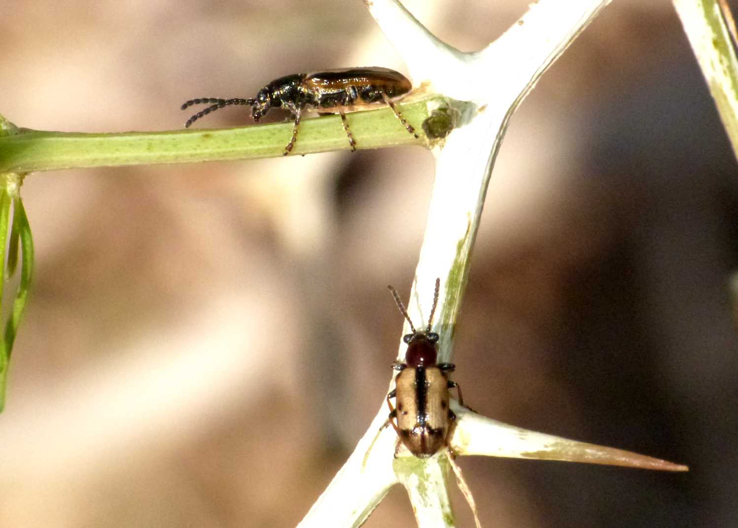 Crioceris paracenthesis e C. macilenta sulla stessa pianta